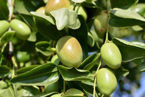 Jojoba  green plant