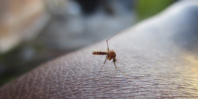 Brasilien führt inmitten des Ausbruchs eine Dengue-Impfung ein