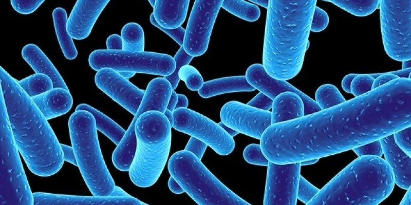 Mutation in E. coli-Bakterien führt zu schwerer Erkrankung