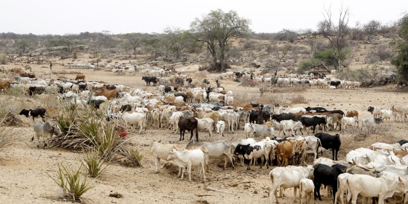 Laut WHO kommt es in fünf Ländern im östlichen und südlichen Afrika zu Anthrax-Ausbrüchen, wobei 20 Todesfälle gemeldet wurden