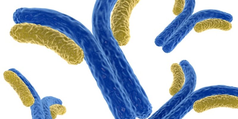Eine bisher unbekannte Klasse von Antikörpern kann mehrere Virusstämme weitgehend neutralisieren