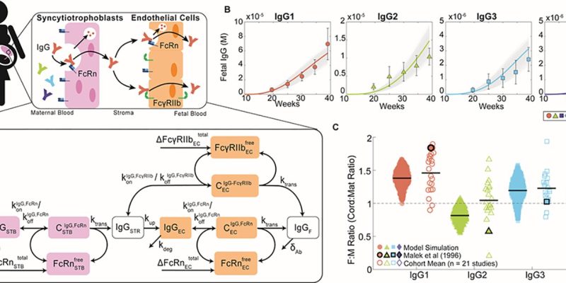 Biomedizinische Ingenieure enthüllen die Dynamik mütterlicher Immunantworten