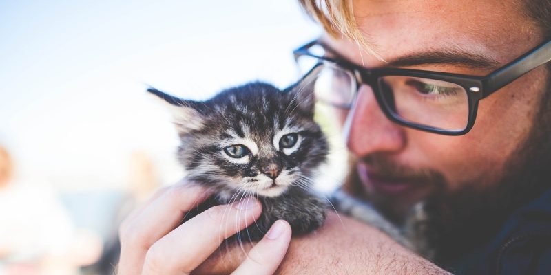 Erhöht der Besitz einer Katze das Risiko einer Schizophrenie?  Studie enthüllt eine mysteriöse Verbindung zwischen den beiden