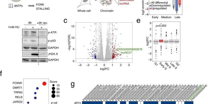 Forscher entdecken ein RNA-Molekül, das als therapeutisches Ziel gegen Krebszellen eingesetzt werden könnte