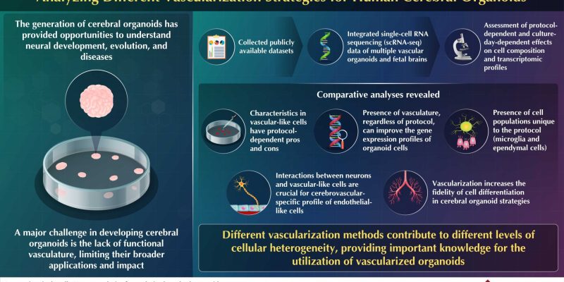 Erforschung der Auswirkungen von Vaskularisierungsstrategien auf Gehirnorganoide