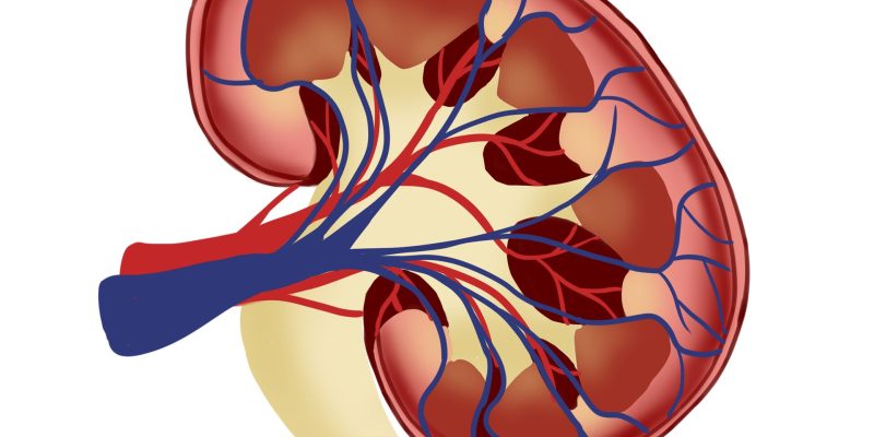 Signifikanter Nutzen in Phase-III-Studie mit experimentellem Medikament gegen Nierenerkrankungen