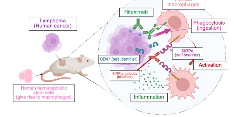 Verwendung von Mäusen mit humanisiertem Immunsystem zum Testen von Krebsimmuntherapien