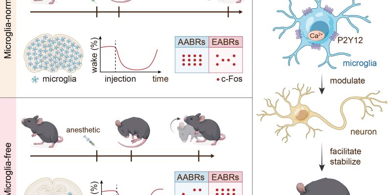 Mikroglia fungieren laut Studie als „Erleichterer und Stabilisator“ für die Anästhesie