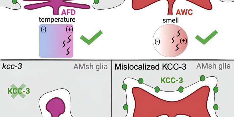 Molekülcluster auf Gliazellen zeigen, dass sie mehr als der „Kleber“ unseres Gehirns sind