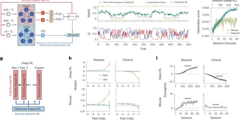 Neurowissenschaftler nutzt KI, um Lernen und Entscheidungsfindung abzubilden und herauszufinden, wie Gehirne funktionieren