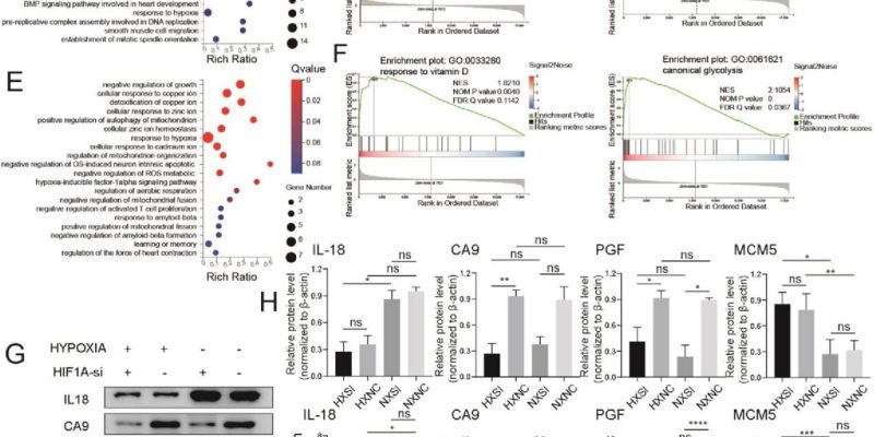 Rolle der Sauerstoffkonzentration und HIF1A in Nucleus-pulposus-Zellen