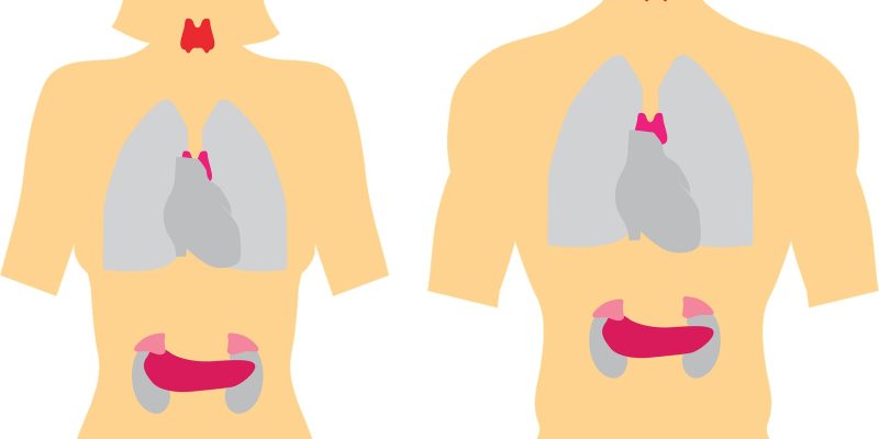 Die Remission des Morbus Cushing ist mit einem höheren Risiko für die Entwicklung einer Autoimmunerkrankung verbunden