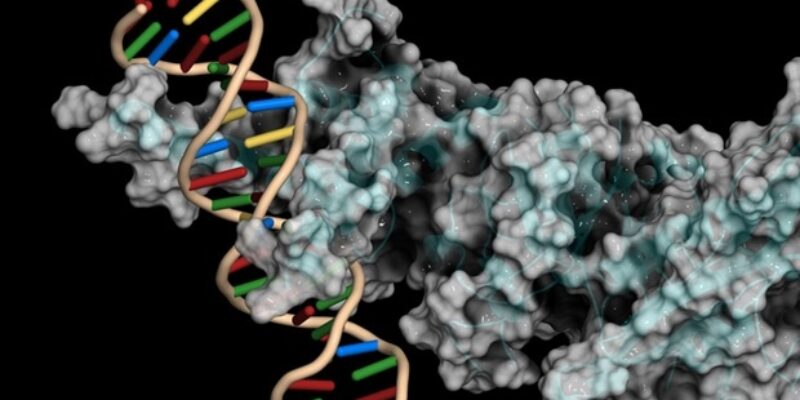 Neue Methode vereinfacht die Produktion von Gliedmaßen-Vorläuferzellen aus Fibroblasten